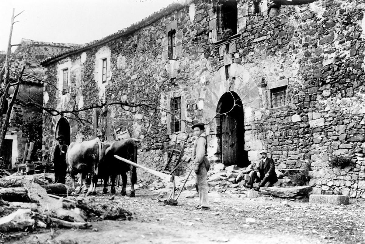 Un mosso amb la parella de bous al castell de Camós, l’any 1913.