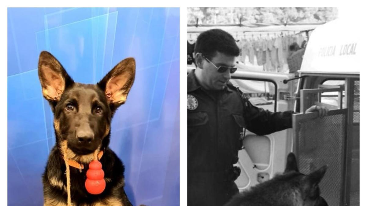 «Kosmo» será el primer perro policía del municipio tras el intento frustrado de 1994 de crear la unidad cinológica