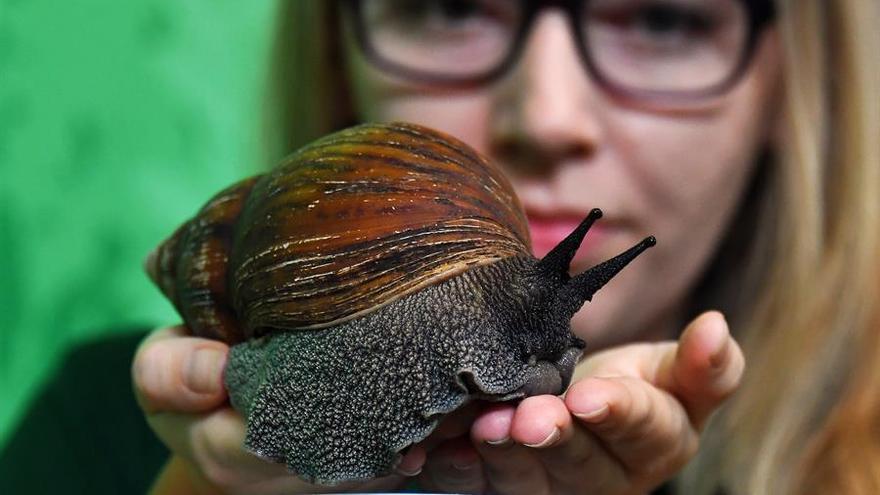 Encuentran en Canarias especímenes de los peligrosos caracoles gigantes africanos