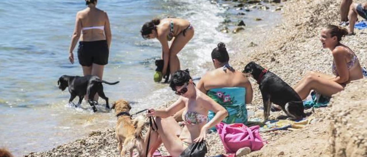 La playa canina de la Punta del Riu Sec tendrá este año continuidad con otra en la zona norte.