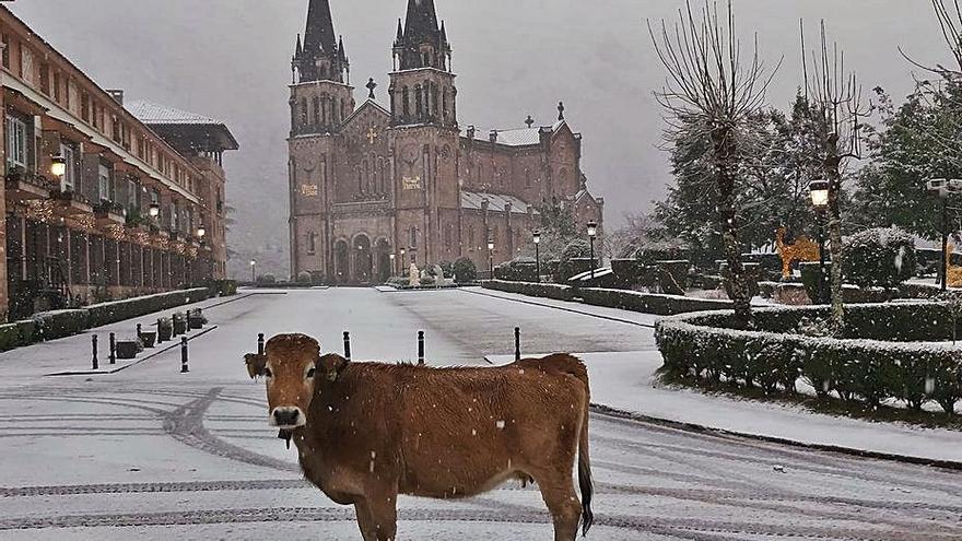 Una vaca en Covadonga con la basílica al fondo