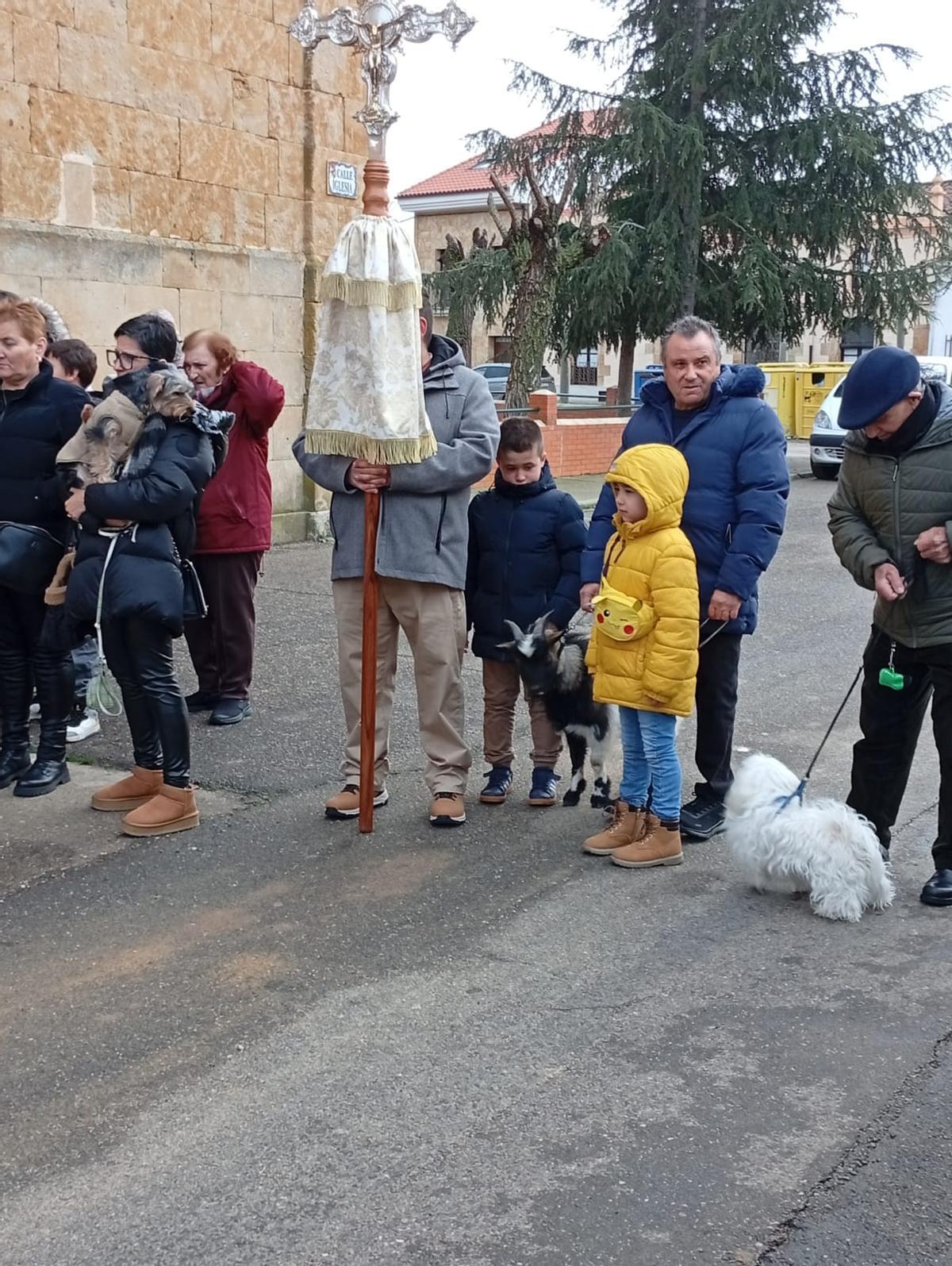 Procesión y bendición de animales en Moraleja del Vino