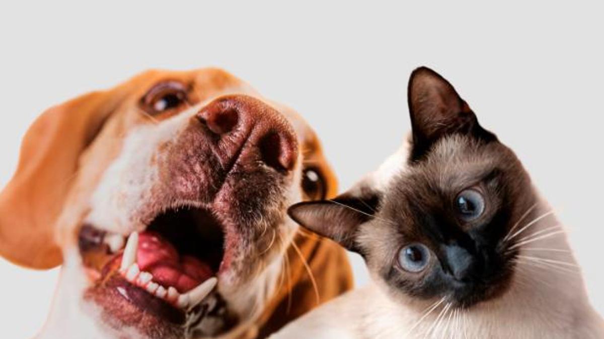 Novetats per les nostres mascotes