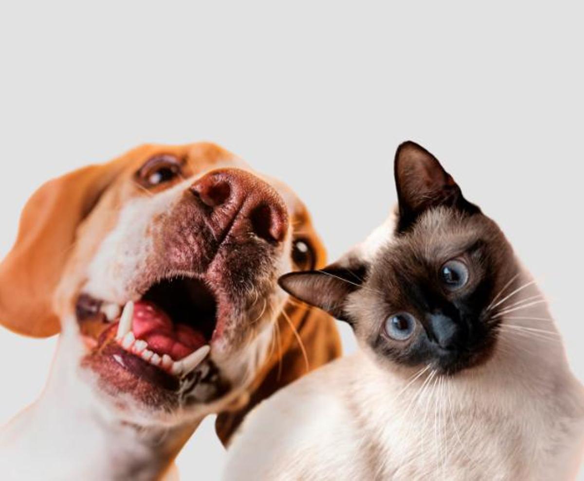 Et sorprendrà: Aquesta és la despesa mitjana anual de tenir una mascota a casa