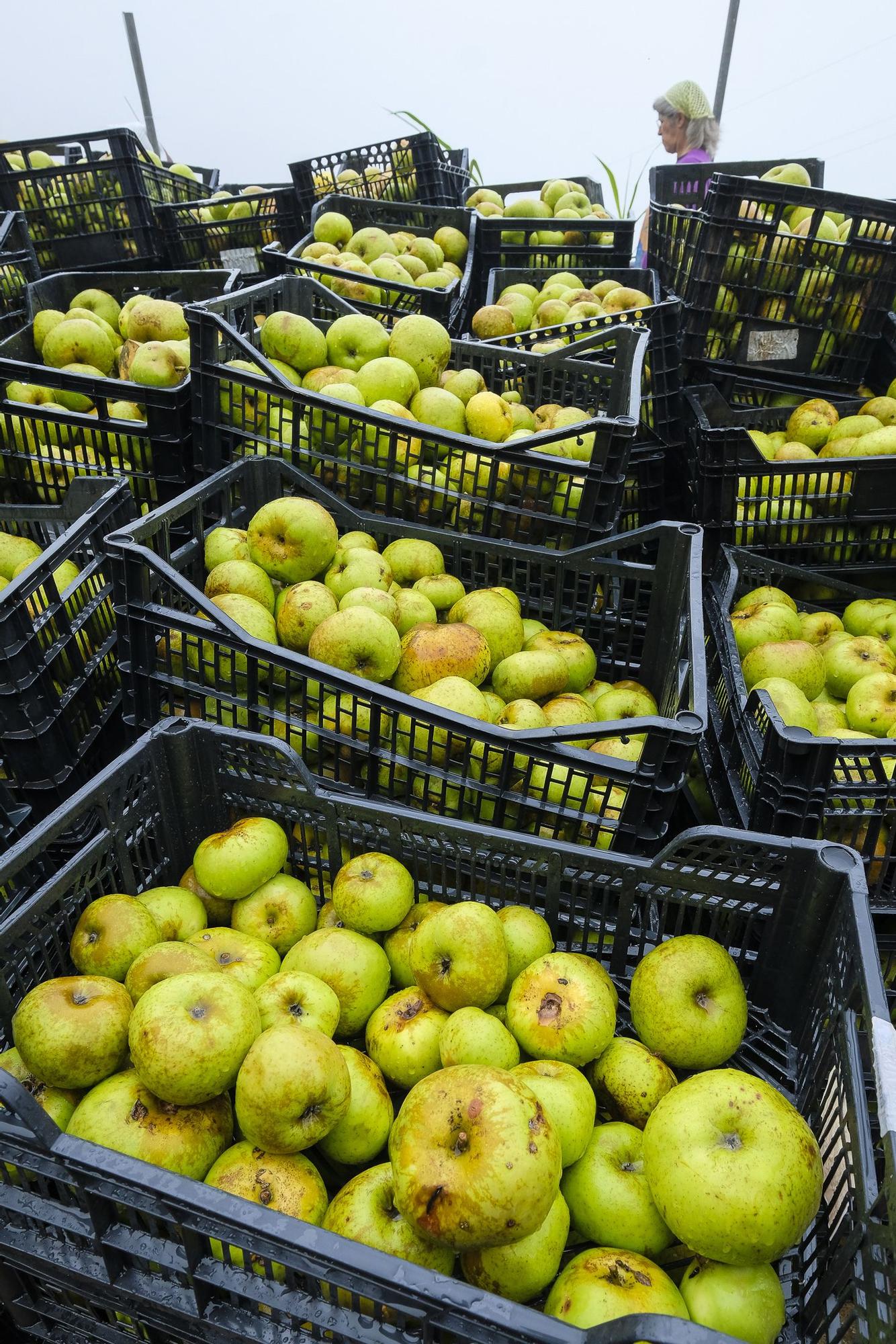 Un chubasco de manzanas