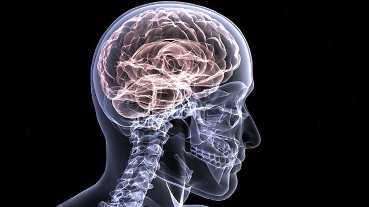 Un cerebro en un cráneo. Foto genérica para ilustrar la enfermedad del alzhéimer