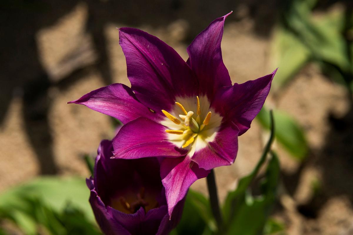 tulipanes 7.jpg