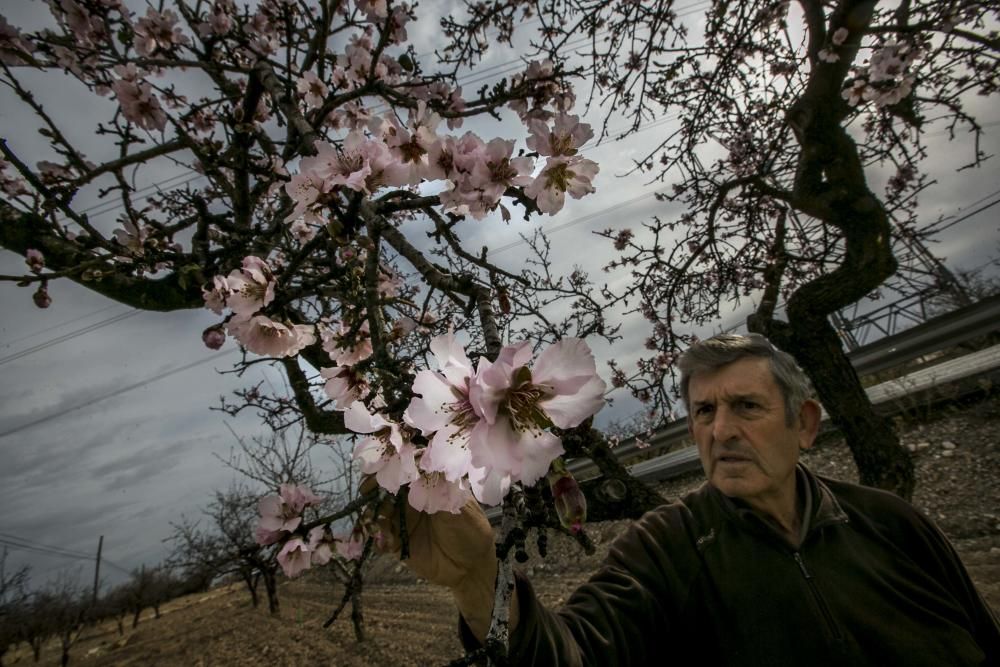 Los almendros comienzan la floración en Elche