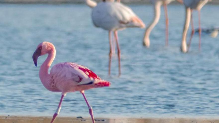 Así es el flamenco enano, especie que ha llegado por primera vez a la laguna rosa de Torrevieja