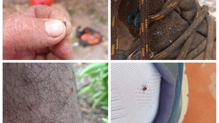 La proliferación de garrapatas enciende las alertas en los cultivos de Castellón