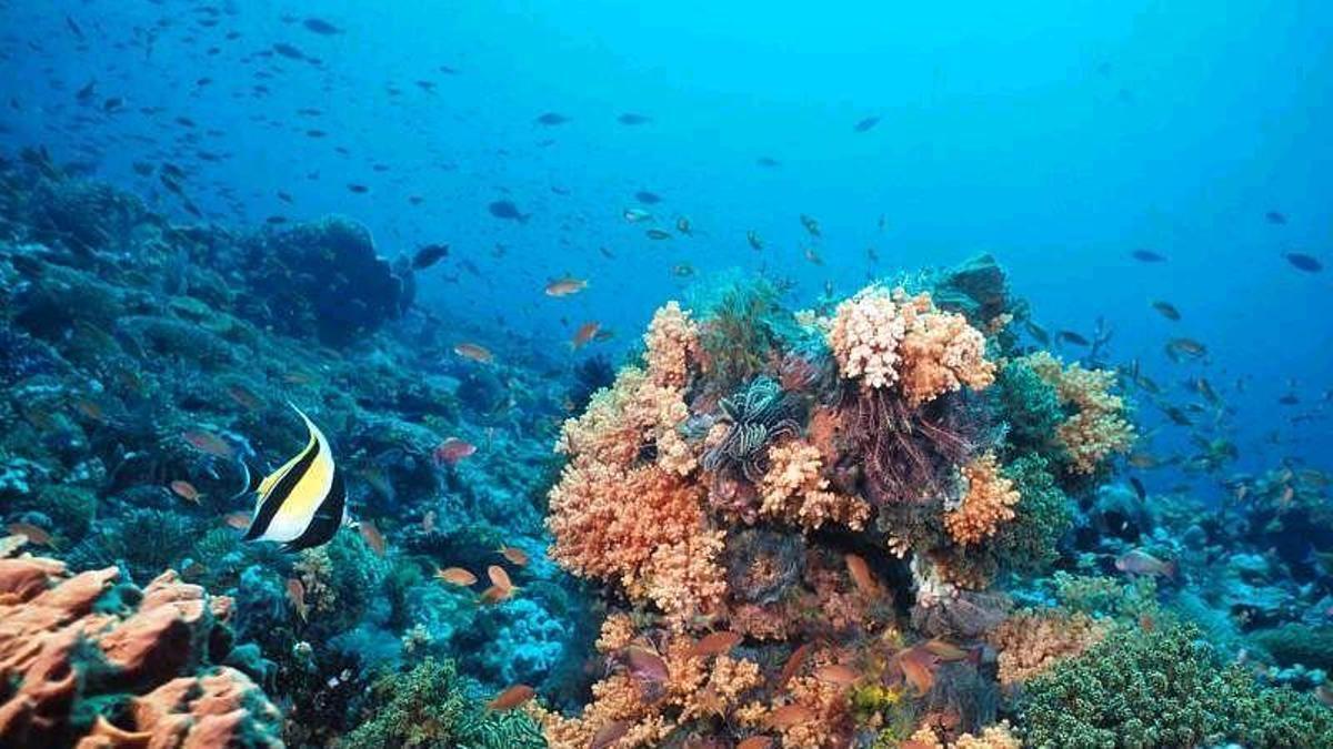 Arrecifes de coral en el fondo marino.
