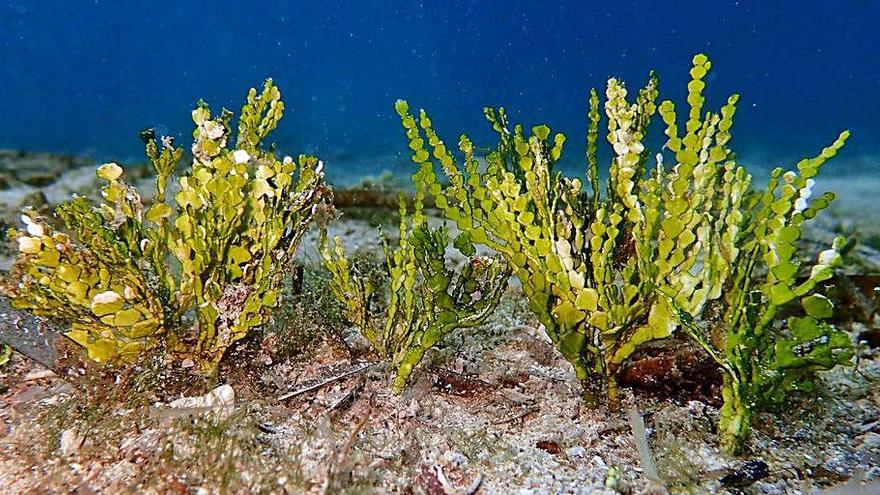 Investigan en Cabrera los efectos de un alga invasora detectada en la isla