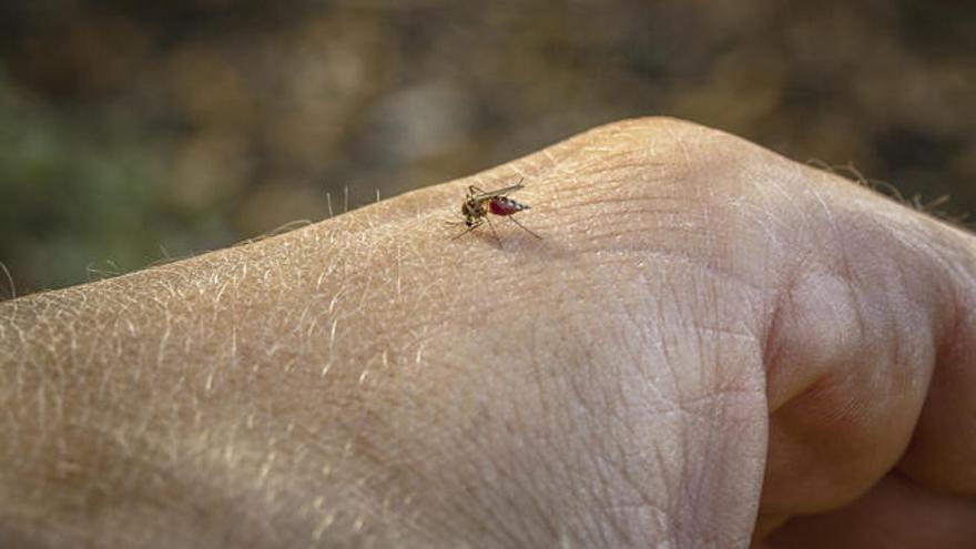 Algunas personas son propensas a las picaduras de los mosquitos.