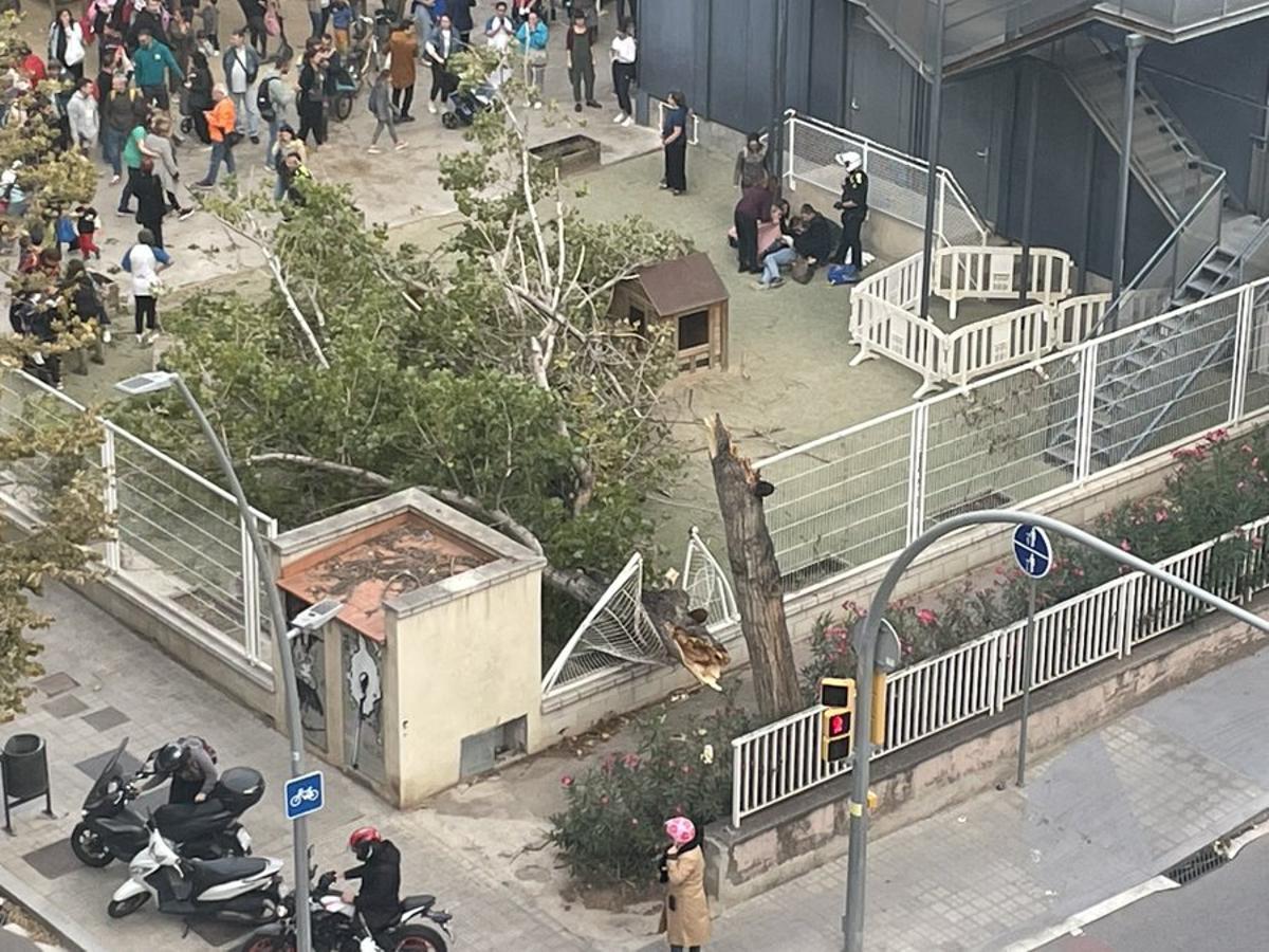 Árbol caido en el patio de la escuela 30 Passos del barrio de la Sagrera de Barcelona