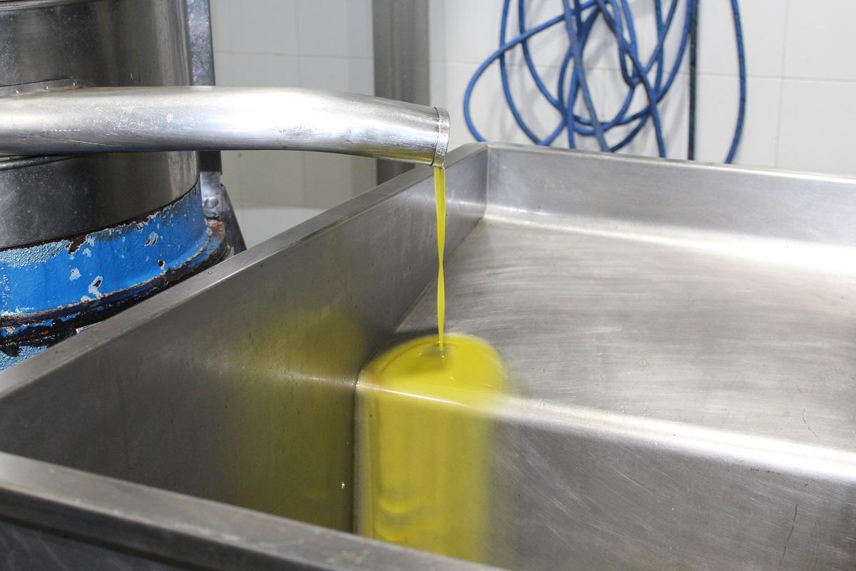 Aceite en la Cooperativa Les Alboredes en La Jana (Maestrat)