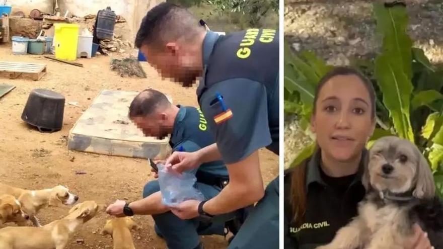 Alerta de la Guardia Civil a toda España por lo que está ocurriendo con los perros: &quot;Ten cuidado si paseas&quot;