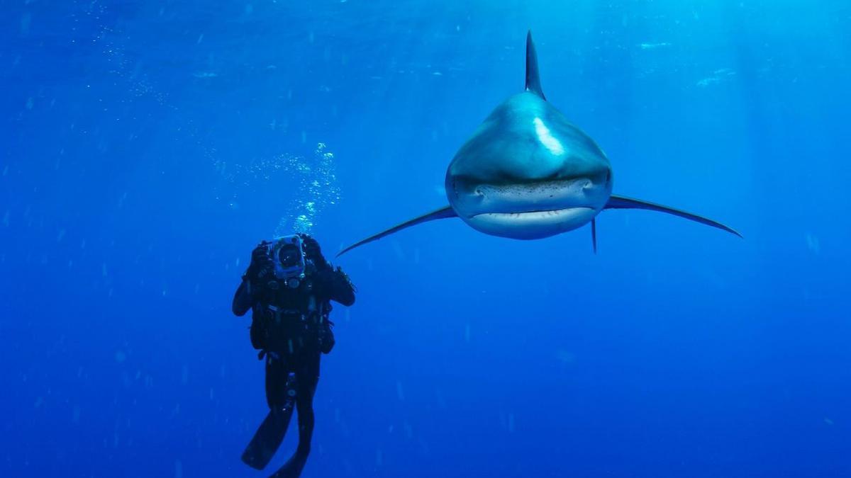 Tiburon oceánico de puntas blancas