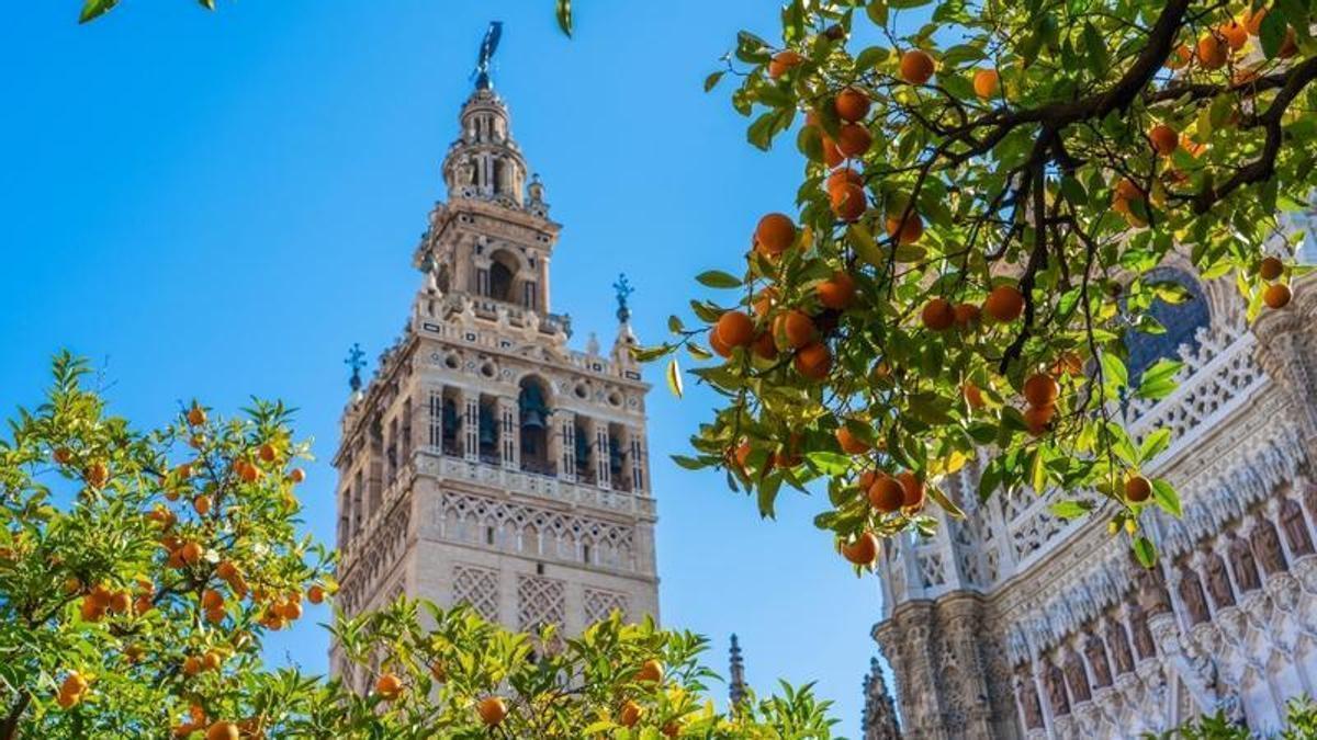 Miles de naranjos embellecen la ciudad de Sevilla