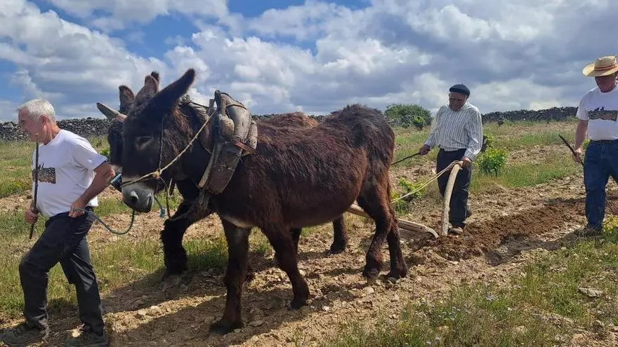 VÍDEO | Paseo en burro por los Arribes
