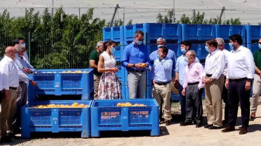 Los Reyes, en una plantación de melocotones en Cieza