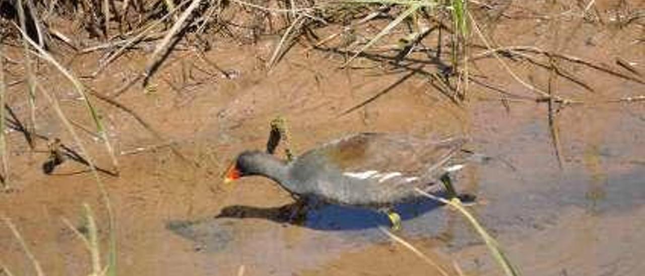 Una gallineta común y, a la derecha, un macho de ruiseñor pechiazul semioculto en el cañaveral.