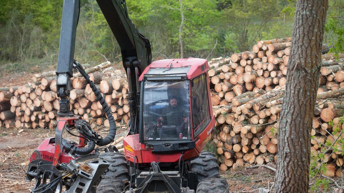 SECTOR FORESTAL GALICIA | La cadena forestal estabiliza su negocio en Galicia: más de 2.500 millones de euros