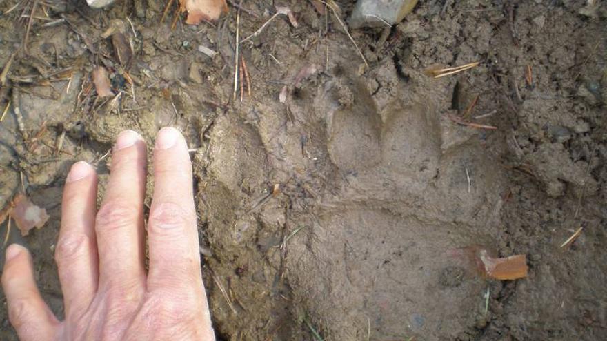 Los expertos creen que los osos podrían proceder del valle de Arán