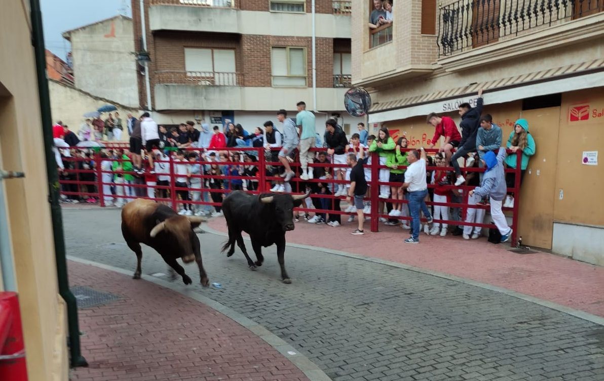 Toro Enmaromado en Benavente: La fiesta del jueves en imágenes