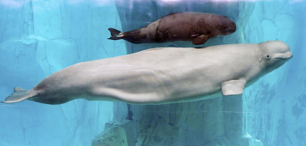 La primera cría de beluga nacida en l'Oceanogràfic