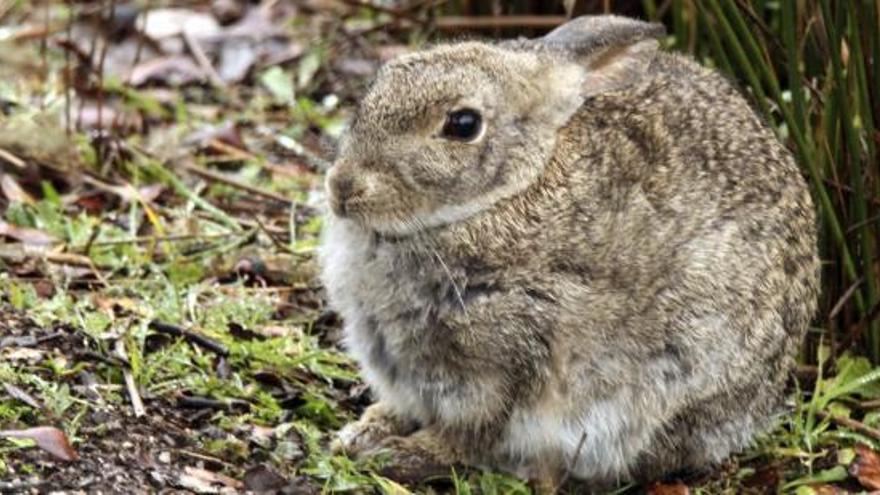 Un alcalde de Madrid emplaza a su pueblo a cazar conejos a palos