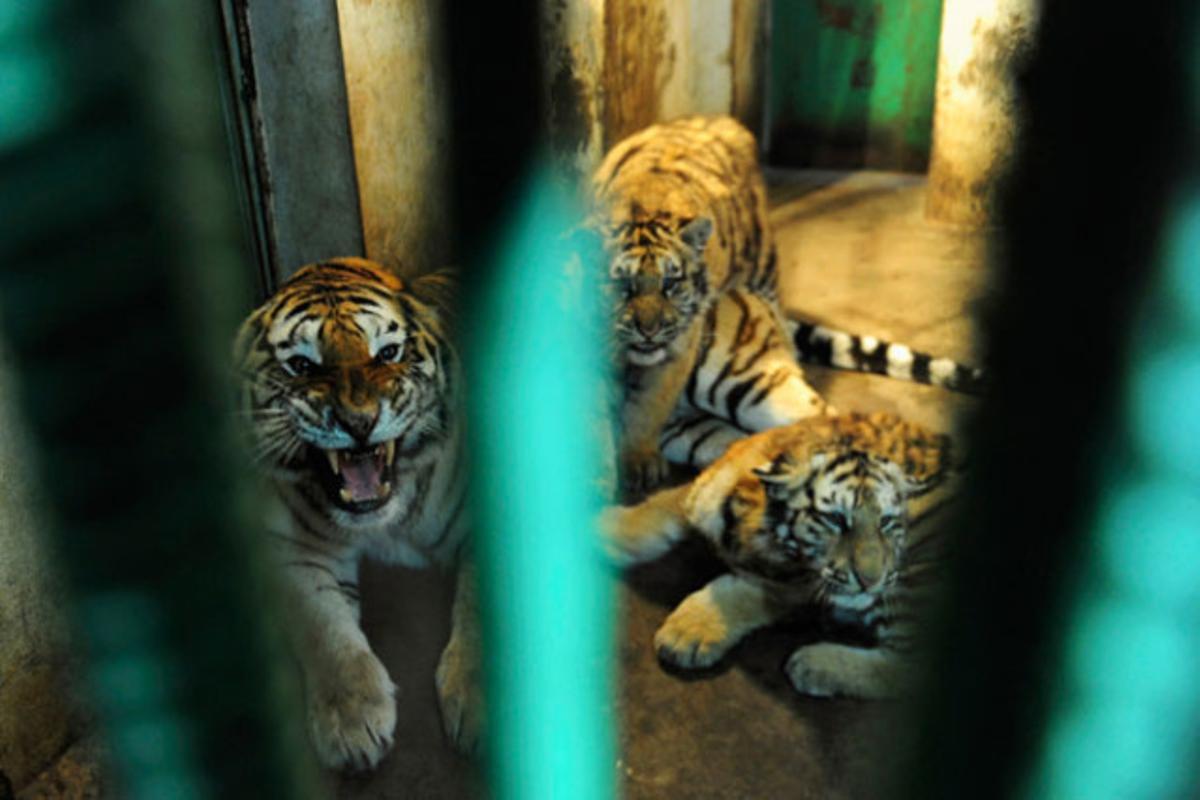 Tigres siberians dins la seva gàbia en un parc forestal de la localitat de Harbin, a la província de Heilongjiang (Xina).