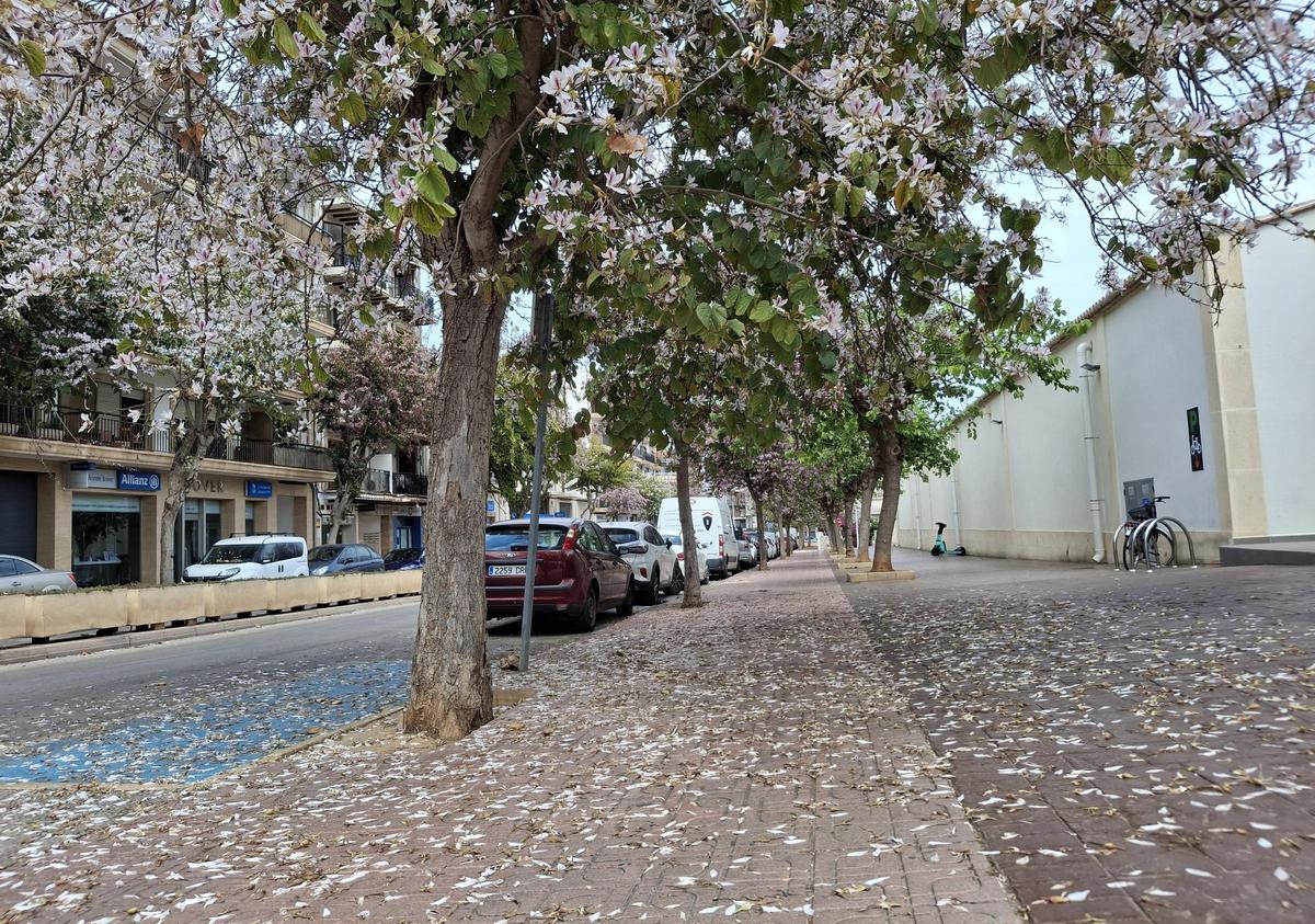 Los árboles, una lujuria de flores: acera tapizada de pétalos
