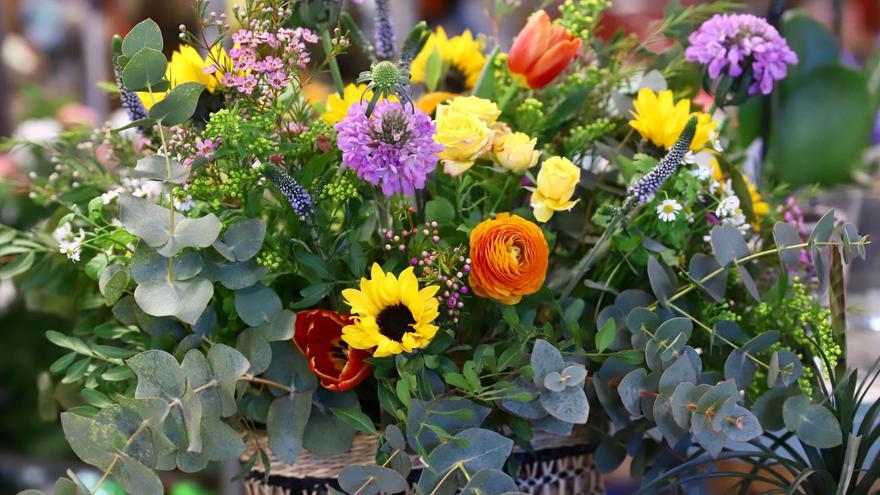 Cactus gratis: una floristería de Córdoba se hace viral con esta peculiar iniciativa para celebrar su aniversario