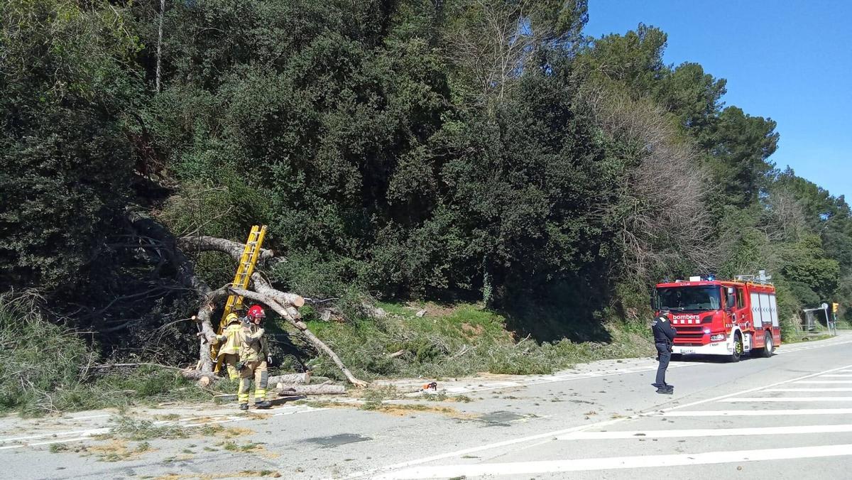 Arbres caiguts a Girona per la ventada Arbres caiguts a Girona per la ventada