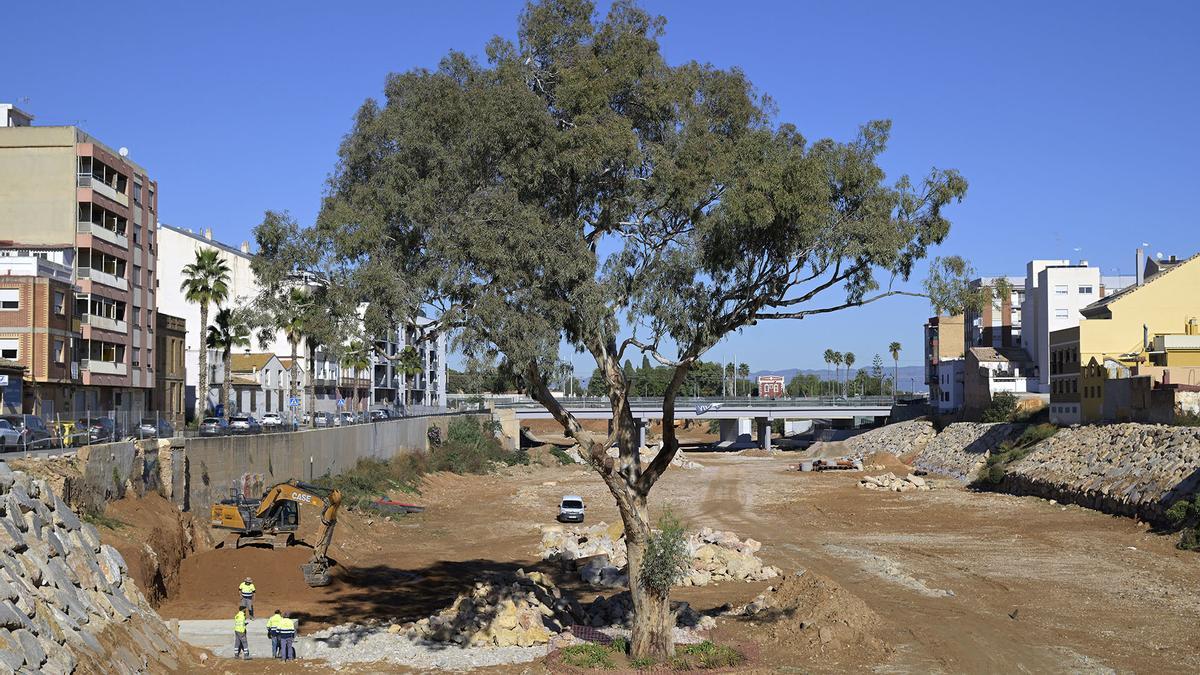 Eucalipto en el barranco del Poyo en Paiporta que opta a ser árbol del año.