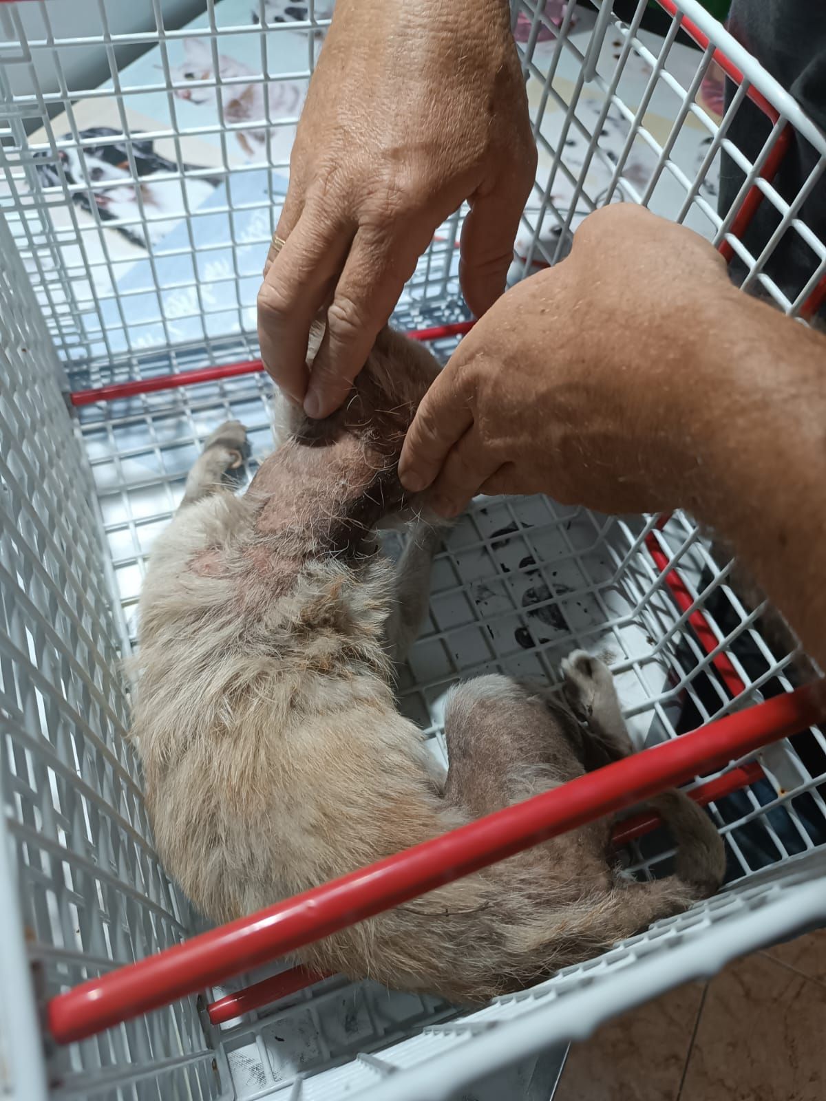 Perro, con quemaduras en el incendio de Tenerife