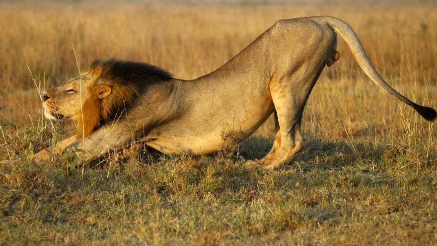 Un león en la sabana africana // Reuters