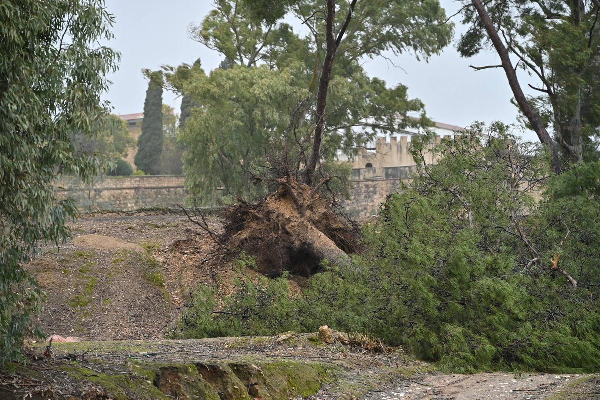 Fotogalería | Imágenes del temporal en Badajoz, este sábado