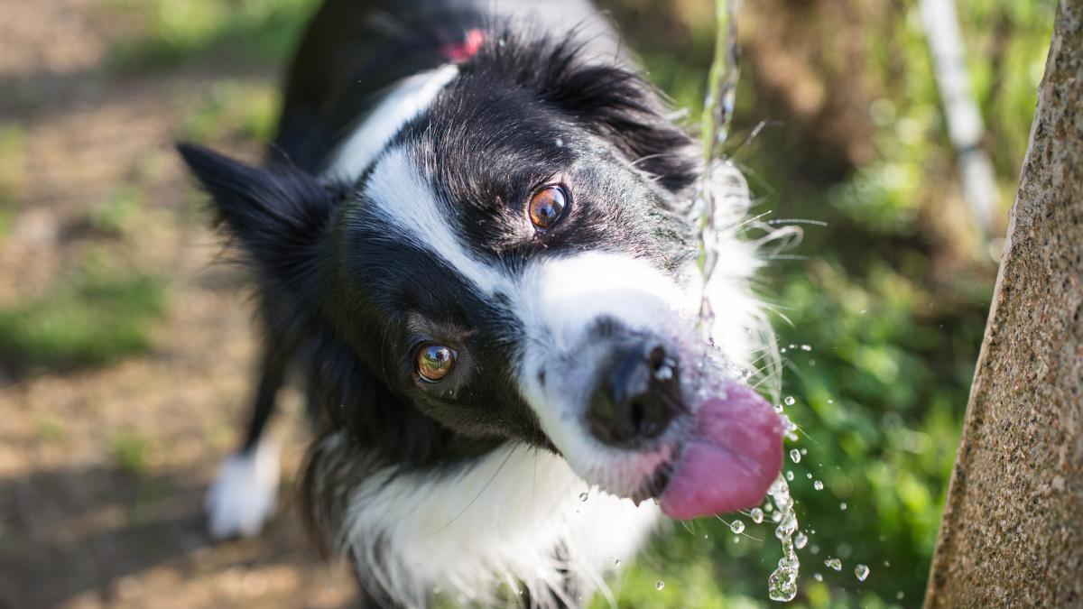 El Gobierno lanza un aviso para los paseos de verano con las mascotas