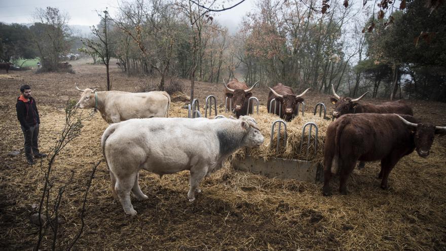 Vaques de la finca que Josep Mas gestiona a Moià, alimentant-se d'una menjadora per falta de pastures