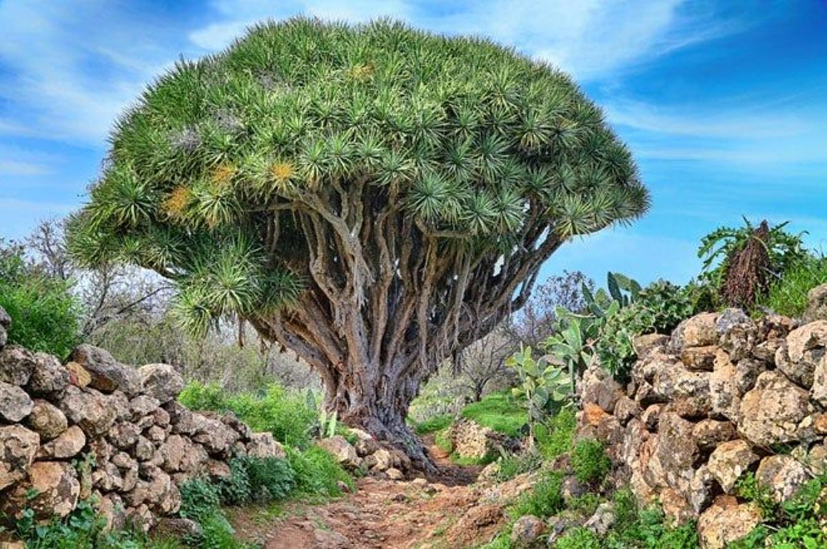 Drago en el camino a Las Tricias, en La Palma.