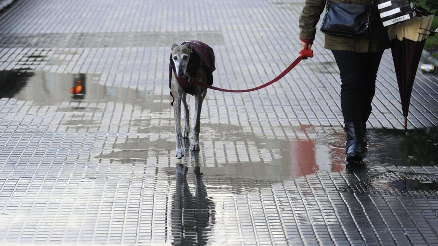 Una mujer pasea con su perro un día lluvioso en A Coruña.