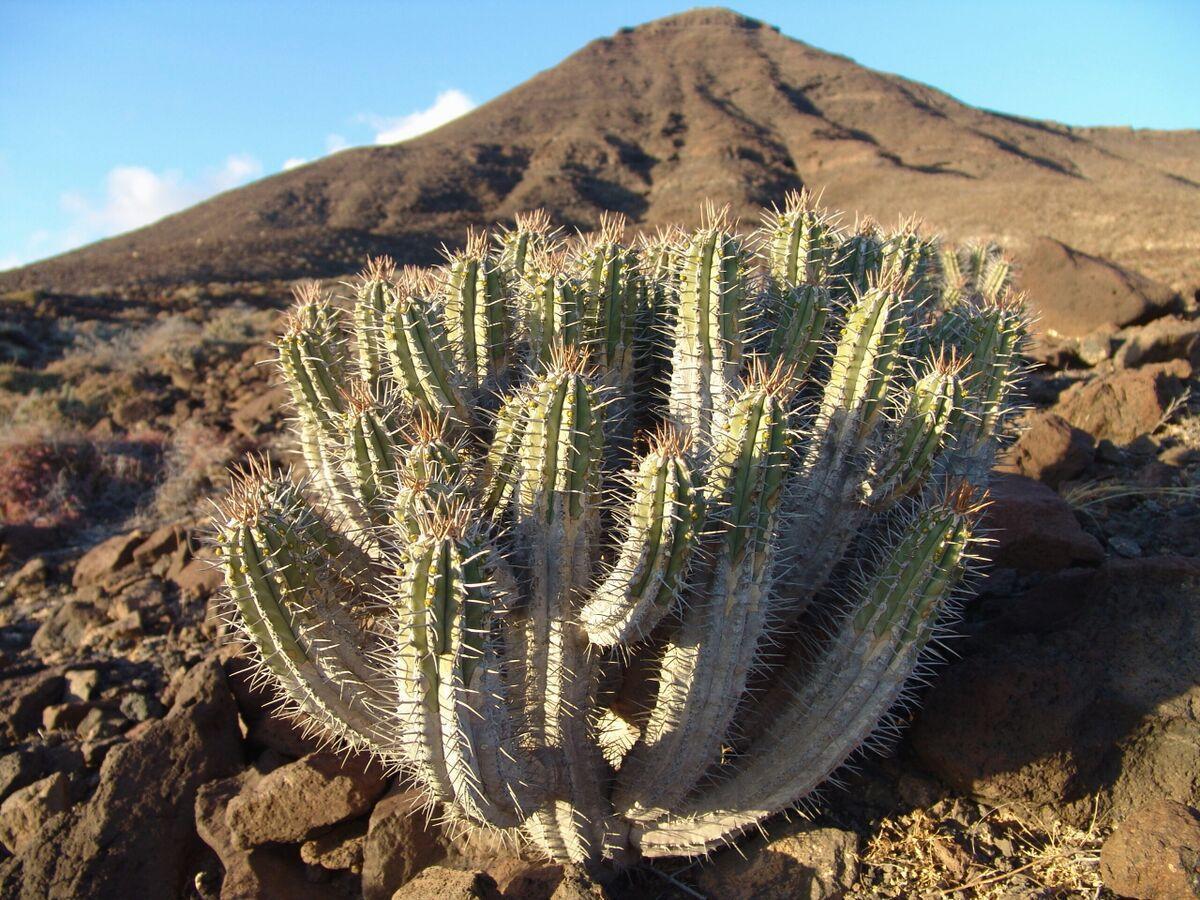 Imagen LPR LAPROVINCIA.ACABRERA 2026 03 17 17 41 29