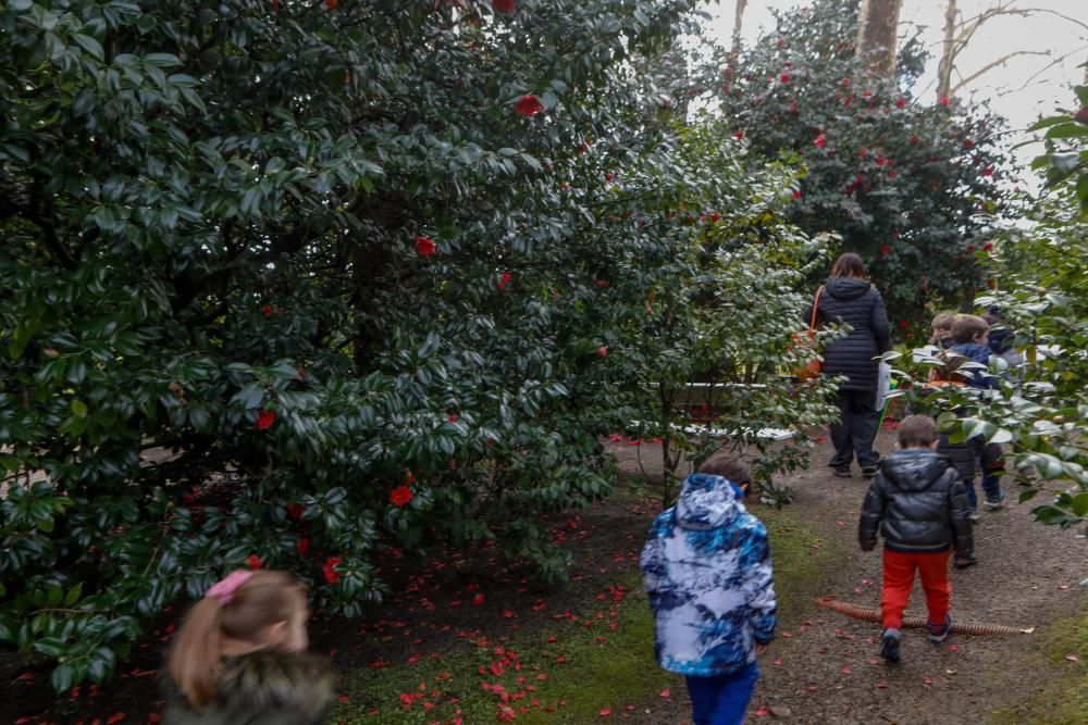 Camelias en el Botánico