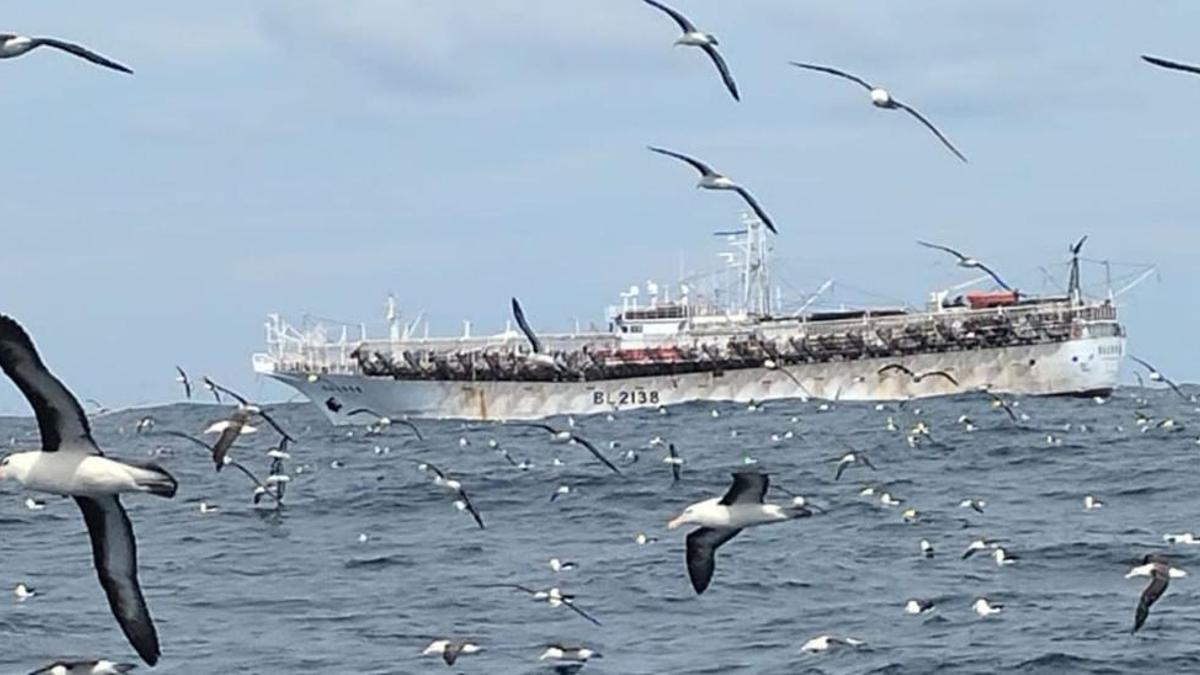 Un buque potero asiático, faenando hace dos semanas en aguas del Atlántico Sudoccidental.