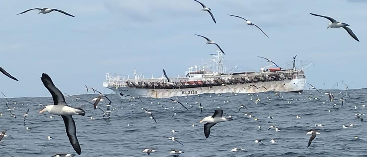 Un buque potero asiático, faenando hace dos semanas en aguas del Atlántico Sudoccidental.