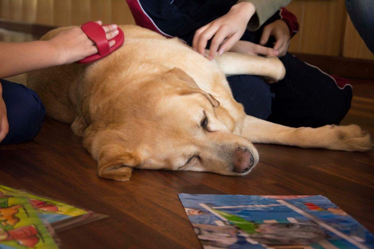 Imagen de una sesión de intervención con perros coordinada por Ramalladas.