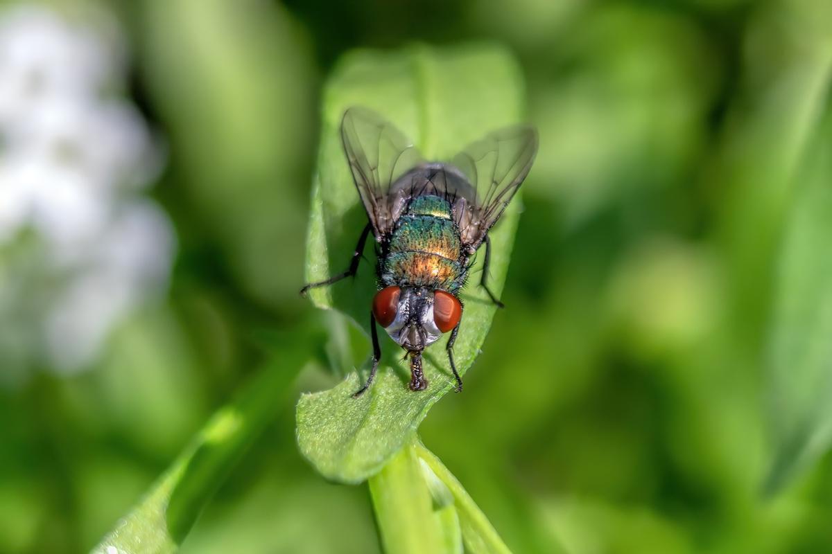 Hay muchas especies de moscas y la verde es común en España