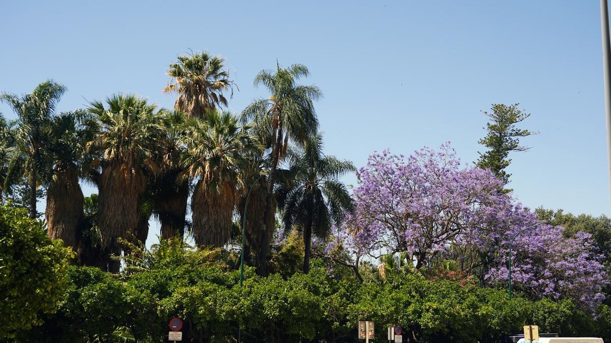 Detalle de la vegetación en un céntrico parque de Málaga.