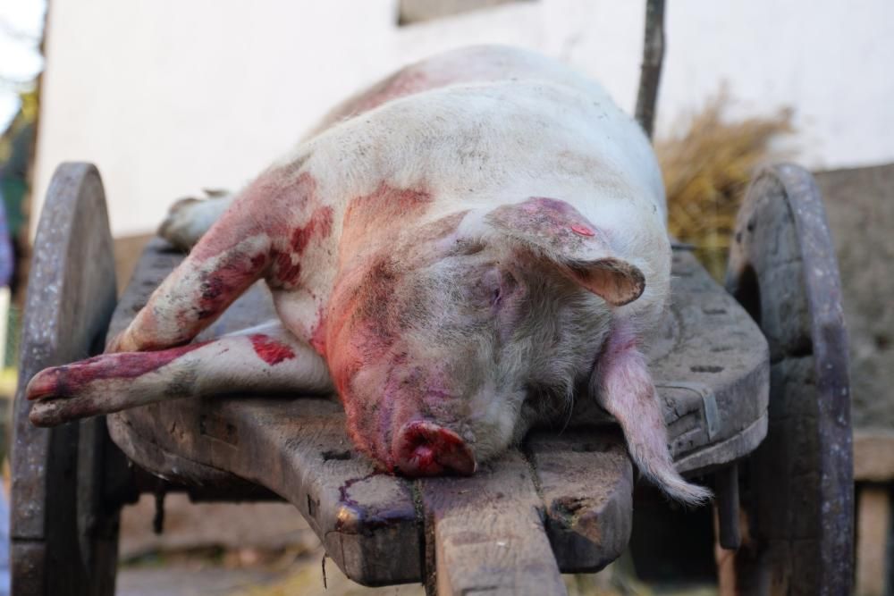 Donsión celebra por todo lo alto su Matanza Tradicional do Porco